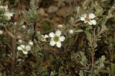 APII jpeg image of Leptospermum myrtifolium  © contact APII