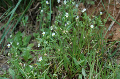 APII jpeg image of Viola arvensis  © contact APII