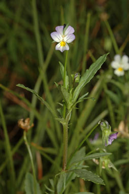 APII jpeg image of Viola arvensis  © contact APII