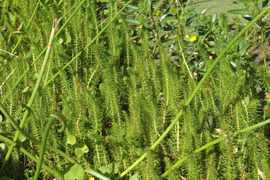APII jpeg image of Myriophyllum crispatum  © contact APII