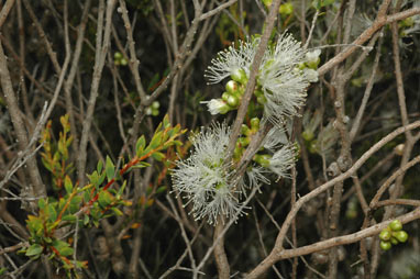 APII jpeg image of Melaleuca lateriflora  © contact APII