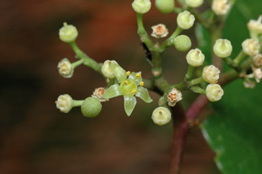 APII jpeg image of Ampelopsis glandulosa var. brevipedunculata  © contact APII