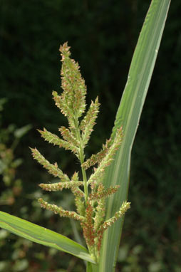 APII jpeg image of Echinochloa crus-galli  © contact APII