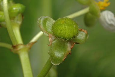 APII jpeg image of Sagittaria platyphylla  © contact APII