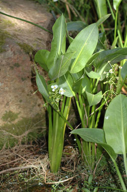 APII jpeg image of Sagittaria platyphylla  © contact APII