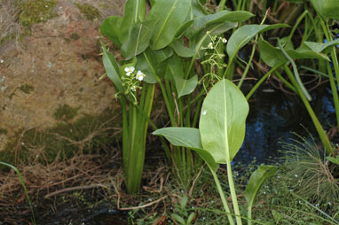 APII jpeg image of Sagittaria platyphylla  © contact APII