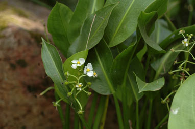 APII jpeg image of Sagittaria platyphylla  © contact APII