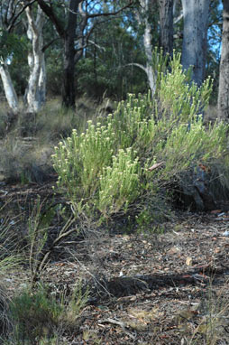 APII jpeg image of Cassinia aculeata  © contact APII