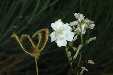 APII jpeg image of Drosera binata  © contact APII