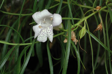 APII jpeg image of Eremophila bignoniiflora x polyclada  © contact APII