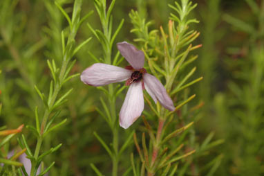 APII jpeg image of Tetratheca rubioides  © contact APII