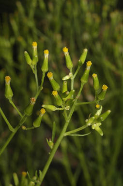 APII jpeg image of Senecio diaschides  © contact APII