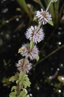 APII jpeg image of Mentha pulegium  © contact APII