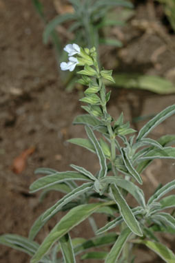 APII jpeg image of Salvia reflexa  © contact APII