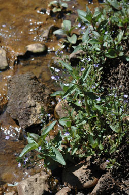 APII jpeg image of Veronica anagallis-aquatica  © contact APII