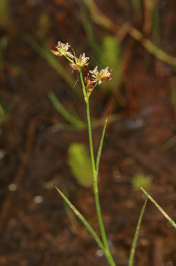 APII jpeg image of Juncus sandwithii  © contact APII