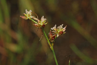 APII jpeg image of Juncus sandwithii  © contact APII