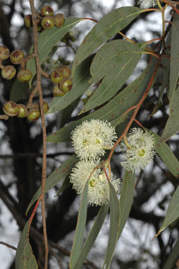 APII jpeg image of Eucalyptus macrorhyncha  © contact APII