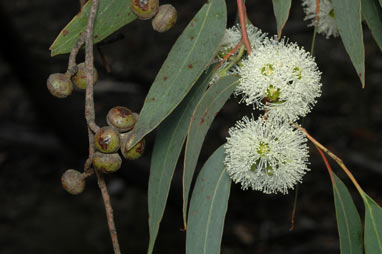 APII jpeg image of Eucalyptus macrorhyncha  © contact APII