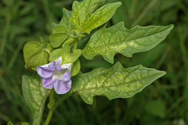 APII jpeg image of Nicandra physalodes  © contact APII