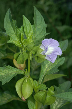 APII jpeg image of Nicandra physalodes  © contact APII