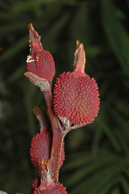 APII jpeg image of Canna indica  © contact APII