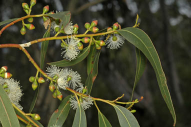 APII jpeg image of Eucalyptus dalrympleana subsp. dalrympleana  © contact APII