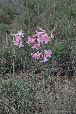 APII jpeg image of Amaryllis belladonna  © contact APII