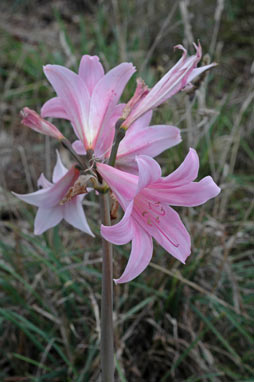 APII jpeg image of Amaryllis belladonna  © contact APII