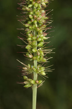 APII jpeg image of Setaria verticillata  © contact APII