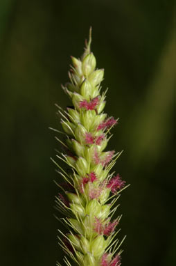 APII jpeg image of Setaria parviflora  © contact APII