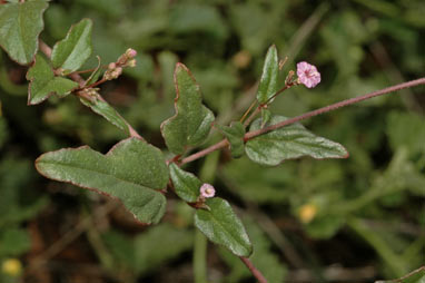 APII jpeg image of Boerhavia dominii  © contact APII