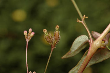 APII jpeg image of Boerhavia dominii  © contact APII
