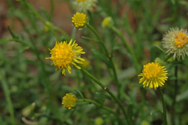 APII jpeg image of Calotis lappulacea  © contact APII