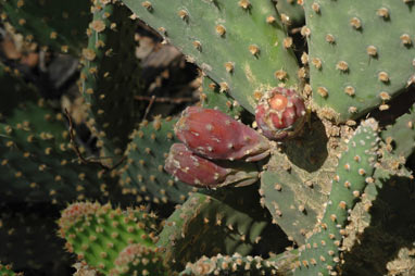 APII jpeg image of Opuntia monacantha  © contact APII