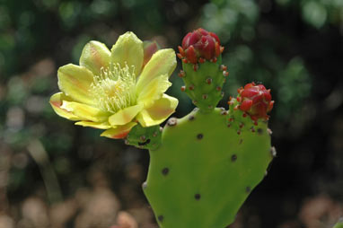 APII jpeg image of Opuntia puberula  © contact APII