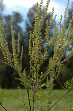 APII jpeg image of Ambrosia artemisiifolia  © contact APII