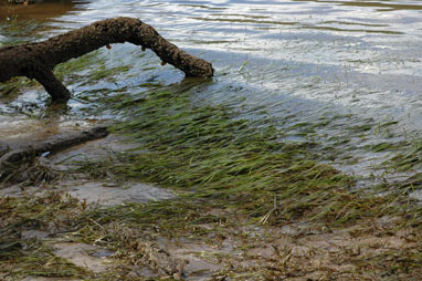 APII jpeg image of Zostera muelleri  © contact APII