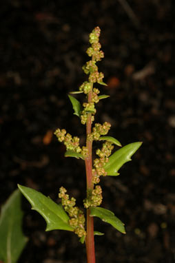 APII jpeg image of Chenopodium album  © contact APII