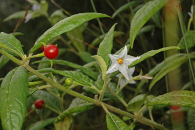 APII jpeg image of Solanum stelligerum  © contact APII