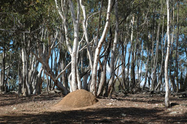 APII jpeg image of Eucalyptus mannifera  © contact APII