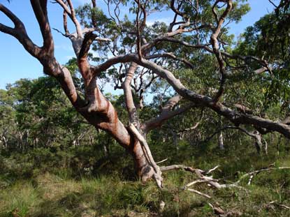 APII jpeg image of Angophora costata  © contact APII