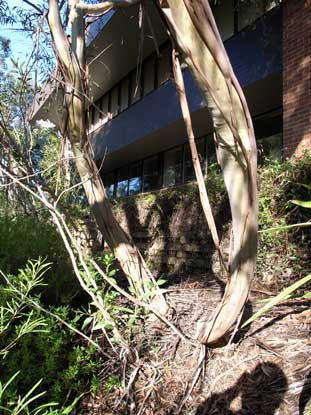 APII jpeg image of Eucalyptus burgessiana  © contact APII