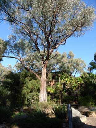 APII jpeg image of Eucalyptus macrorhyncha  © contact APII