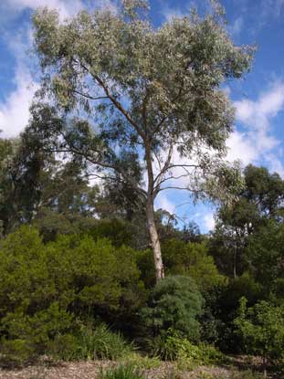 APII jpeg image of Eucalyptus camaldulensis  © contact APII