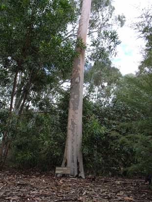 APII jpeg image of Corymbia henryi  © contact APII