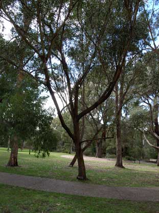 APII jpeg image of Eucalyptus blaxlandii  © contact APII