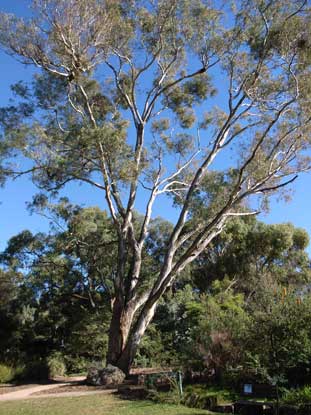 APII jpeg image of Eucalyptus melliodora  © contact APII