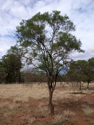 APII jpeg image of Eremophila mitchellii  © contact APII