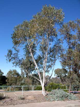 APII jpeg image of Eucalyptus pauciflora subsp. pauciflora  © contact APII